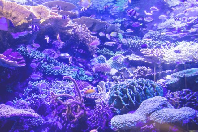 きれいなサンゴ礁